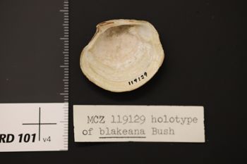 Media type: image;   Malacology 119129 Description: Preserved specimen.;